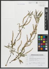Foto von Salix alba L.